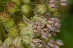 Common milkweed